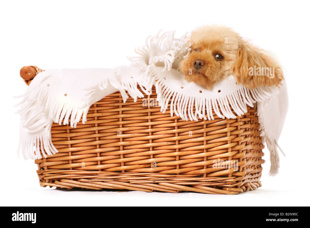 Caniche toy être choyé dans un panier avec couverture chaude Banque D'Images