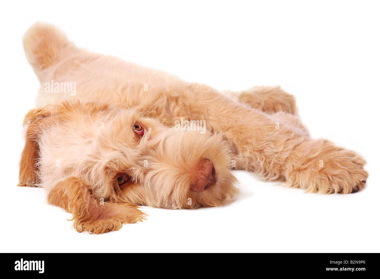 Spinone italiano chiot détendu et relaxant Banque D'Images