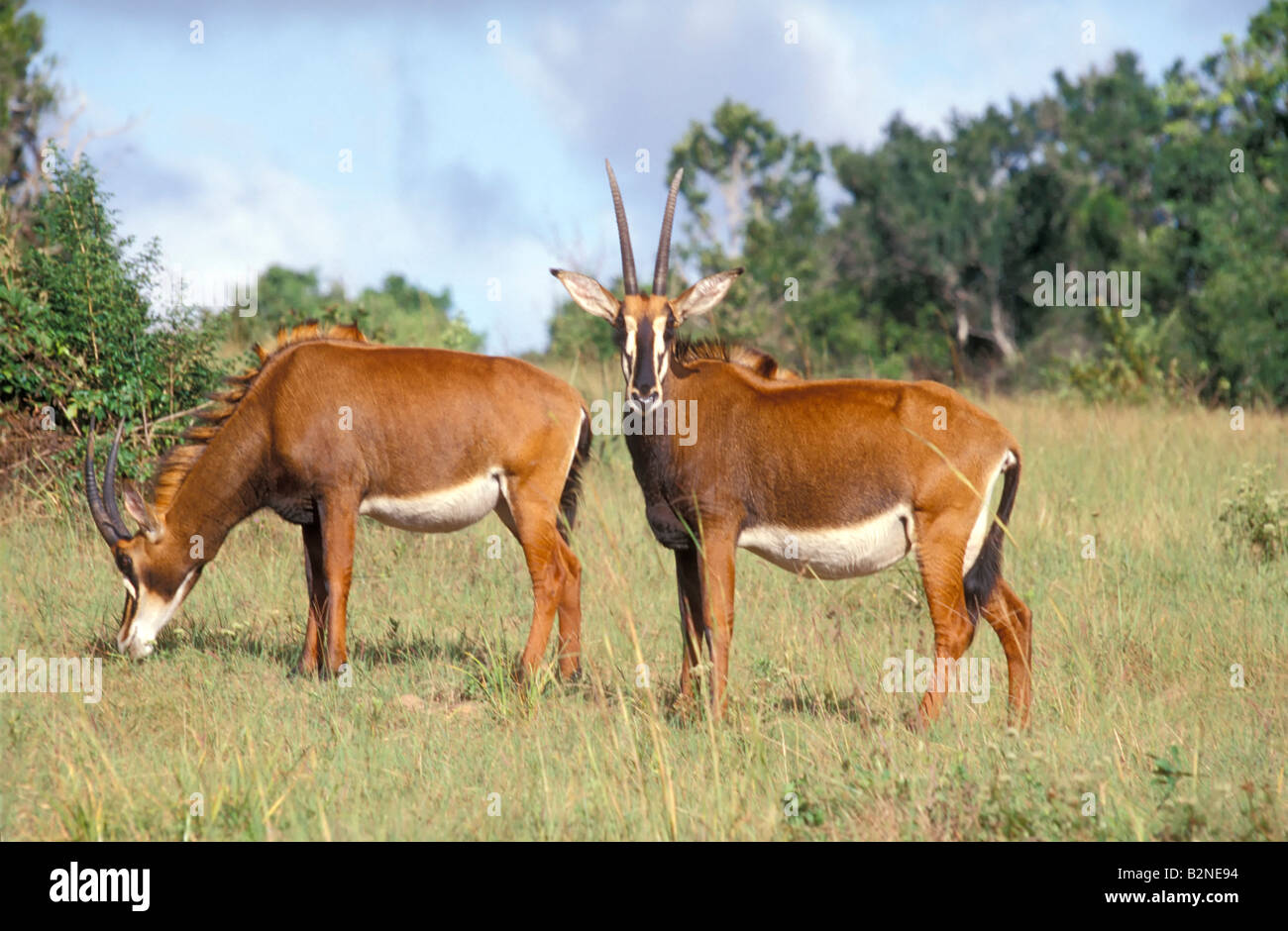 Femelle adulte hippotrague dans la réserve de Shimba Hills, Mombasa, Kenya. Banque D'Images