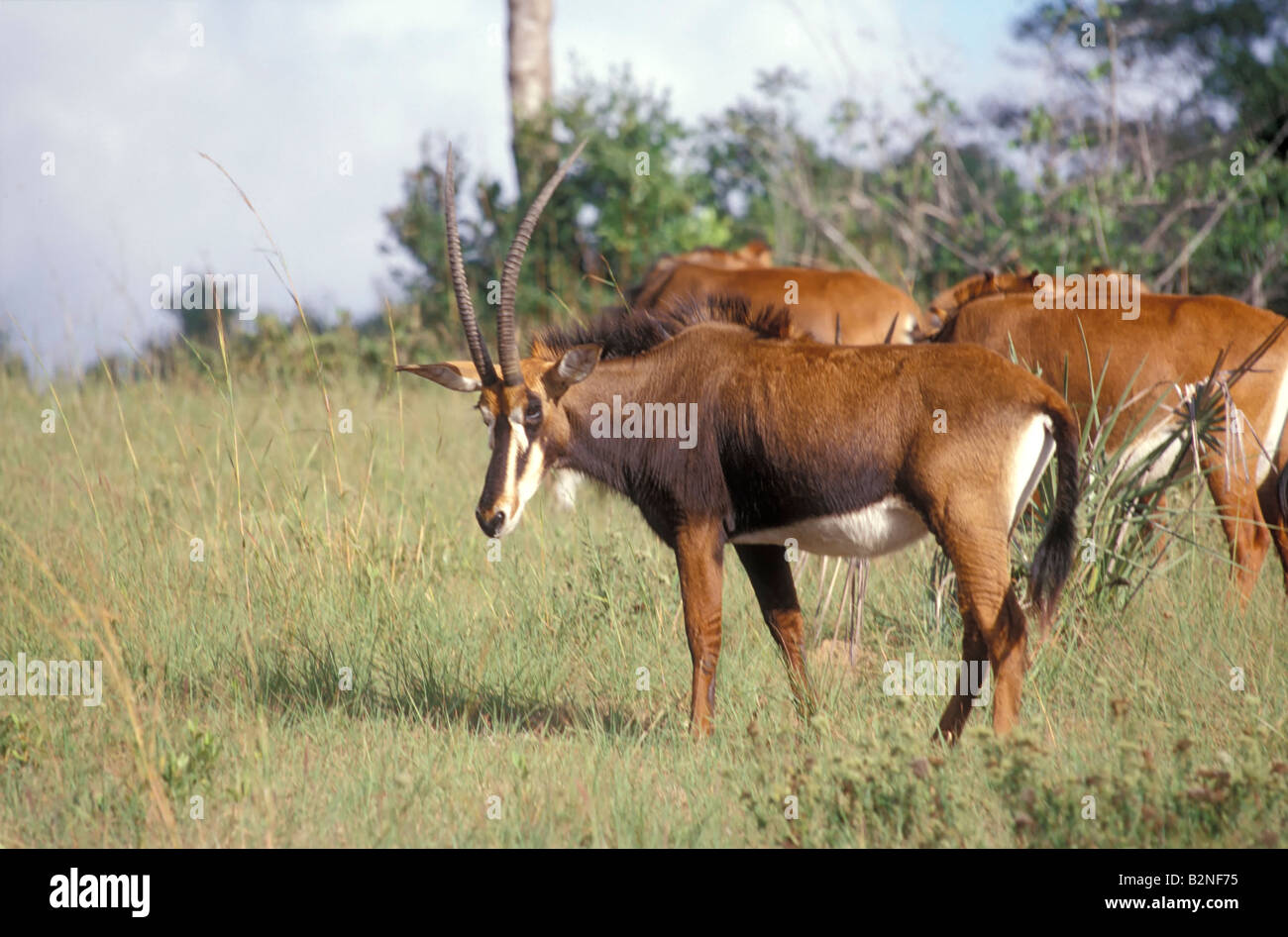 Femelle adulte hippotrague dans la réserve de Shimba Hills, Mombasa, Kenya. Banque D'Images