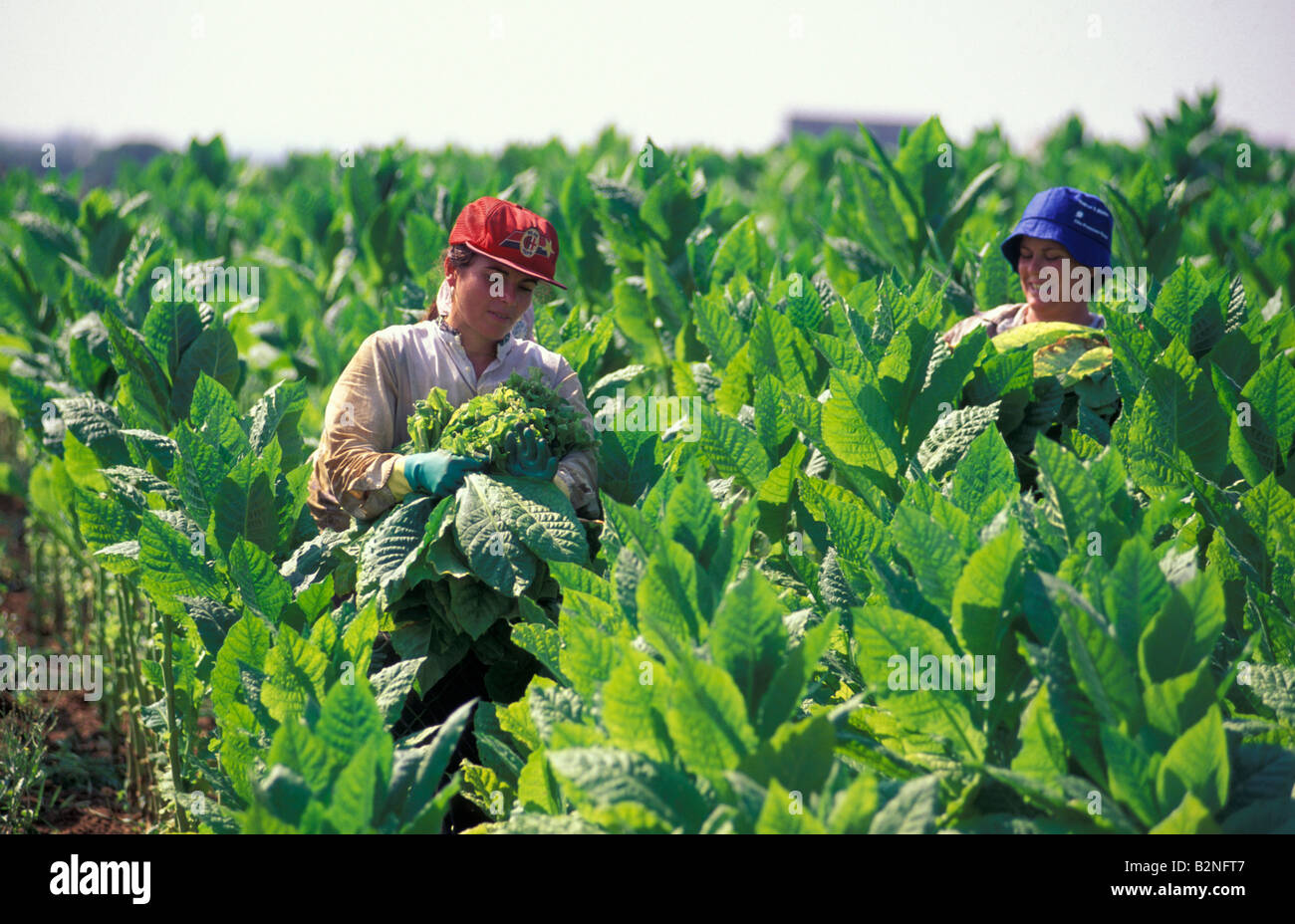Ramasser les feuilles de tabac, galatina, Italie Banque D'Images