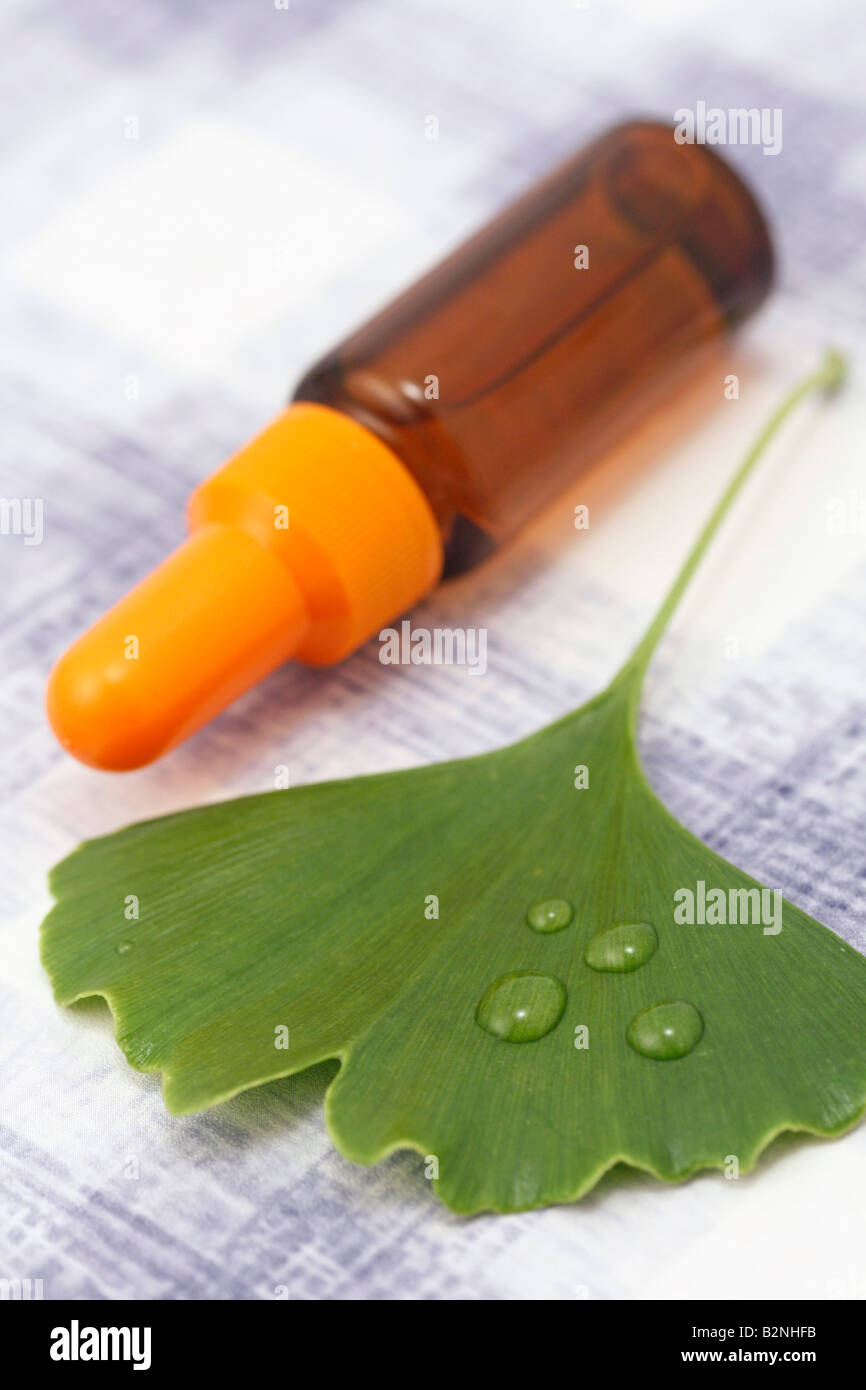 Ginkgo biloba Banque D'Images