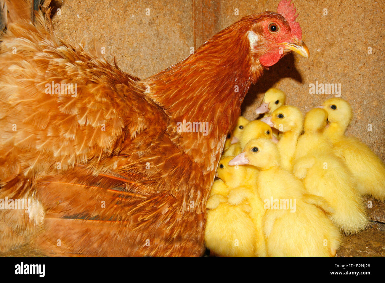 Adopté canetons et leur mère poule Banque D'Images