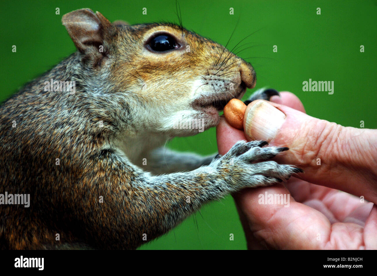 Squirrel Banque D'Images