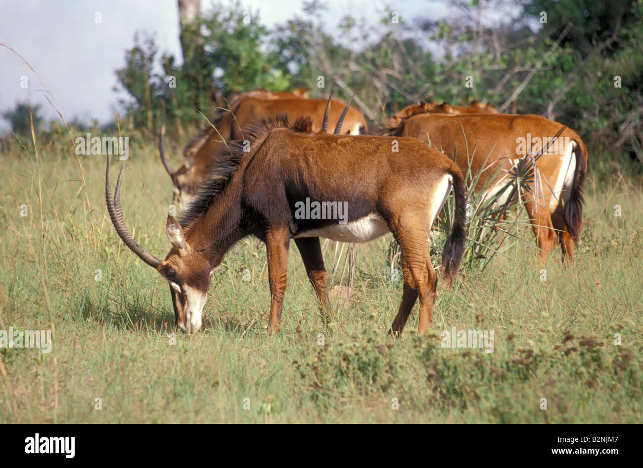 Femelle adulte hippotrague dans la réserve de Shimba Hills, Mombasa, Kenya. Banque D'Images