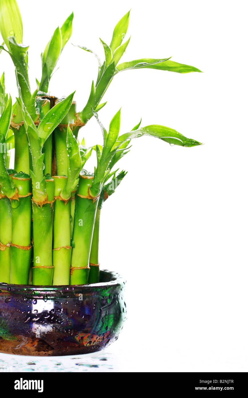 Lucky bambou en pot plante avec des gouttelettes d'eau Banque D'Images