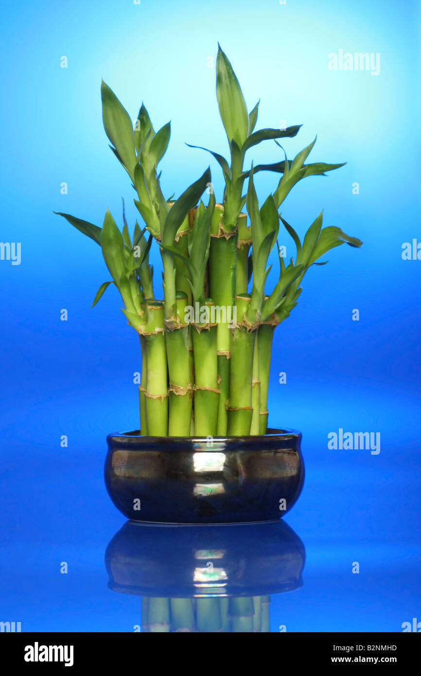 Lucky Bamboo plant feng shu avec rétro-éclairé bleu Le bleu représente l'énergie calme et apaisante Banque D'Images