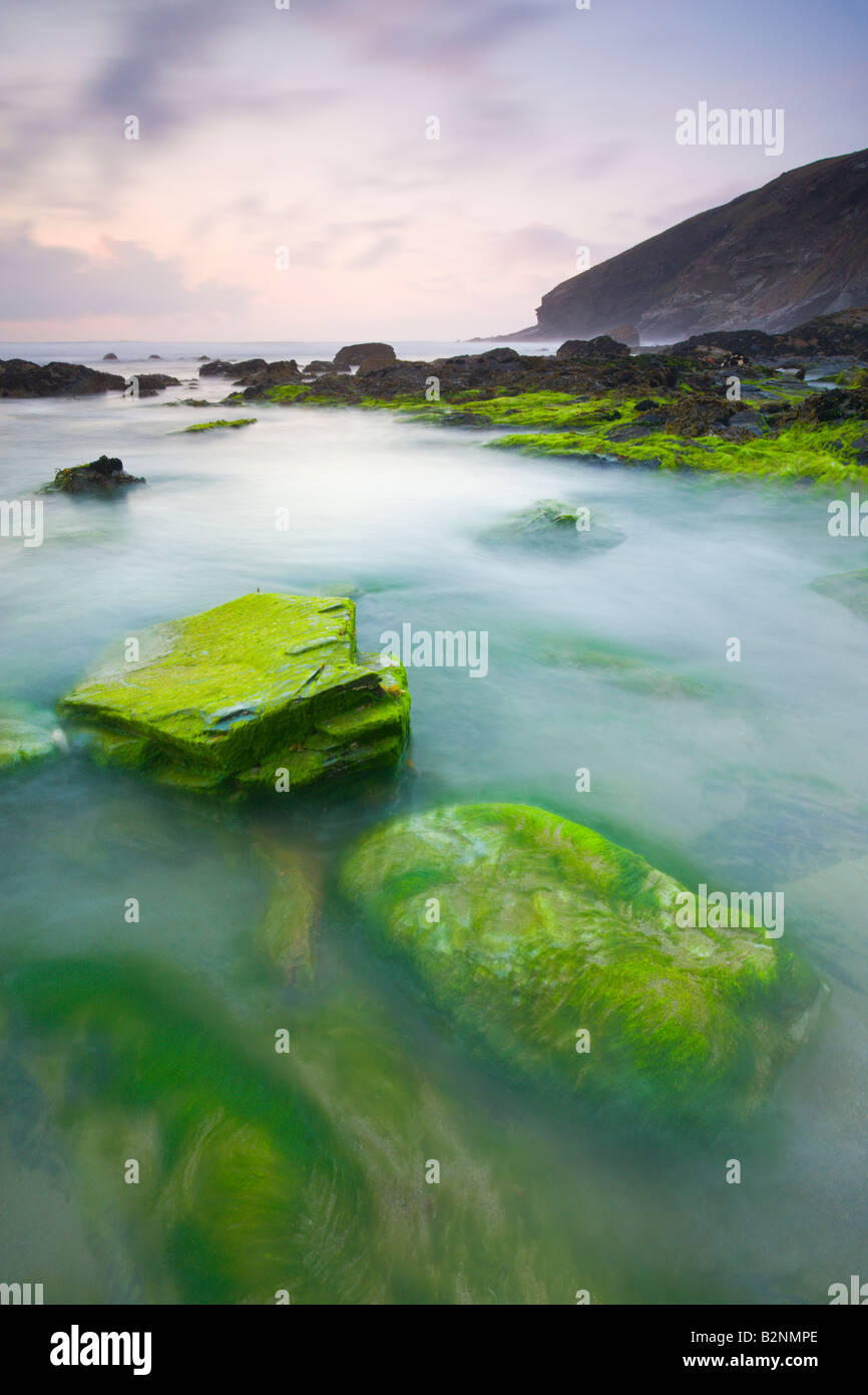 Algues vertes éclatantes sur les rochers exposés à marée basse à Tregardock Beach North Cornwall Angleterre Banque D'Images