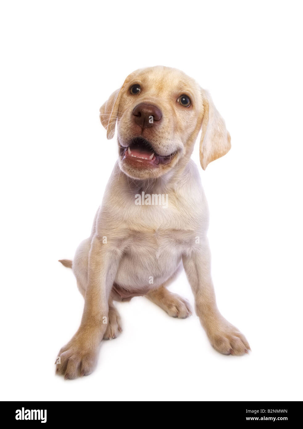 Smiling happy adorable chiot Labrador Retriever jaune isolé sur fond blanc Banque D'Images