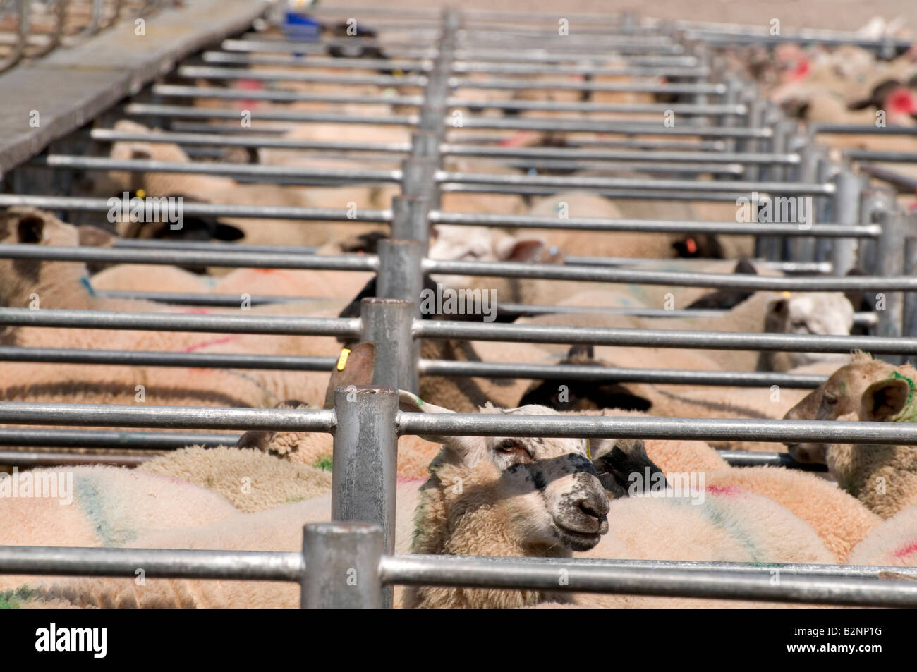 Marché du bétail Hereford - moutons en attente de vente Banque D'Images