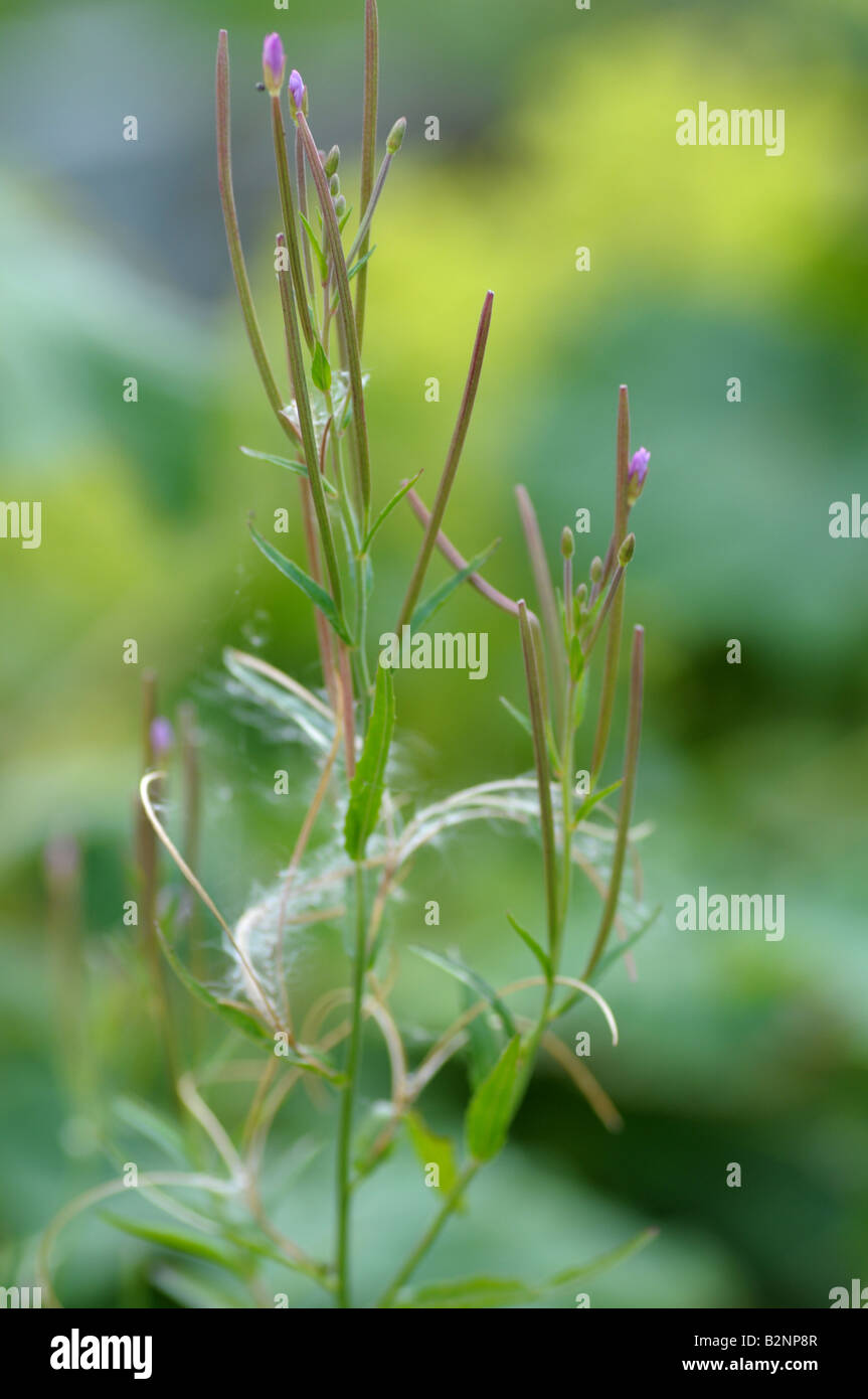 Plan Macro sur Épilobe en fleur Banque D'Images