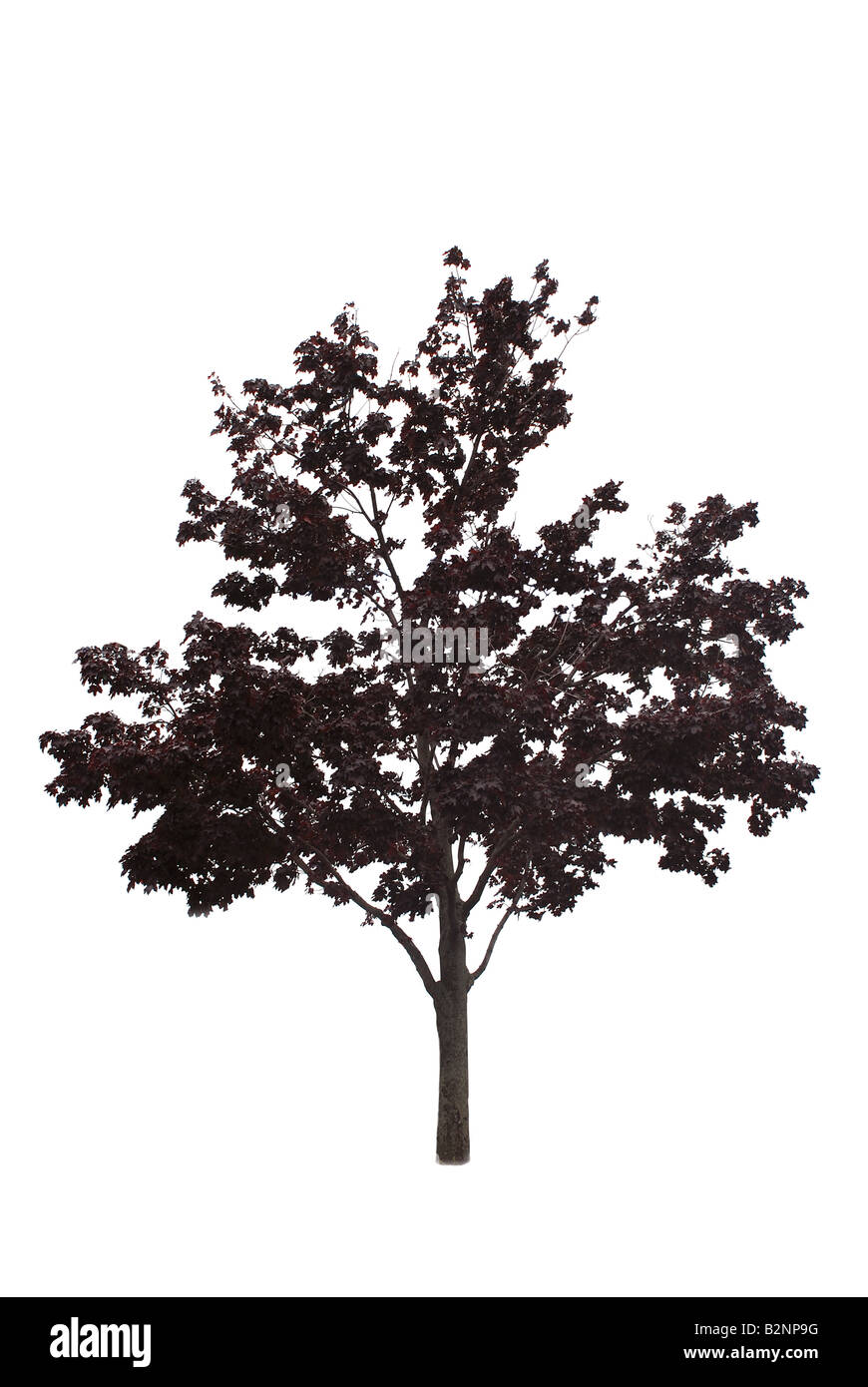 Japanese maple tree isolé sur fond blanc Banque D'Images