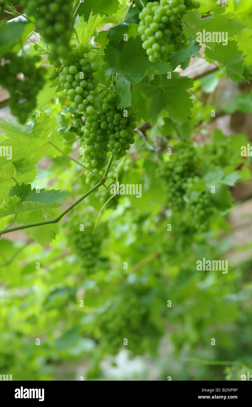 Vitis sp - raisins sur une vigne en serre en Powys, Pays de Galles Banque D'Images