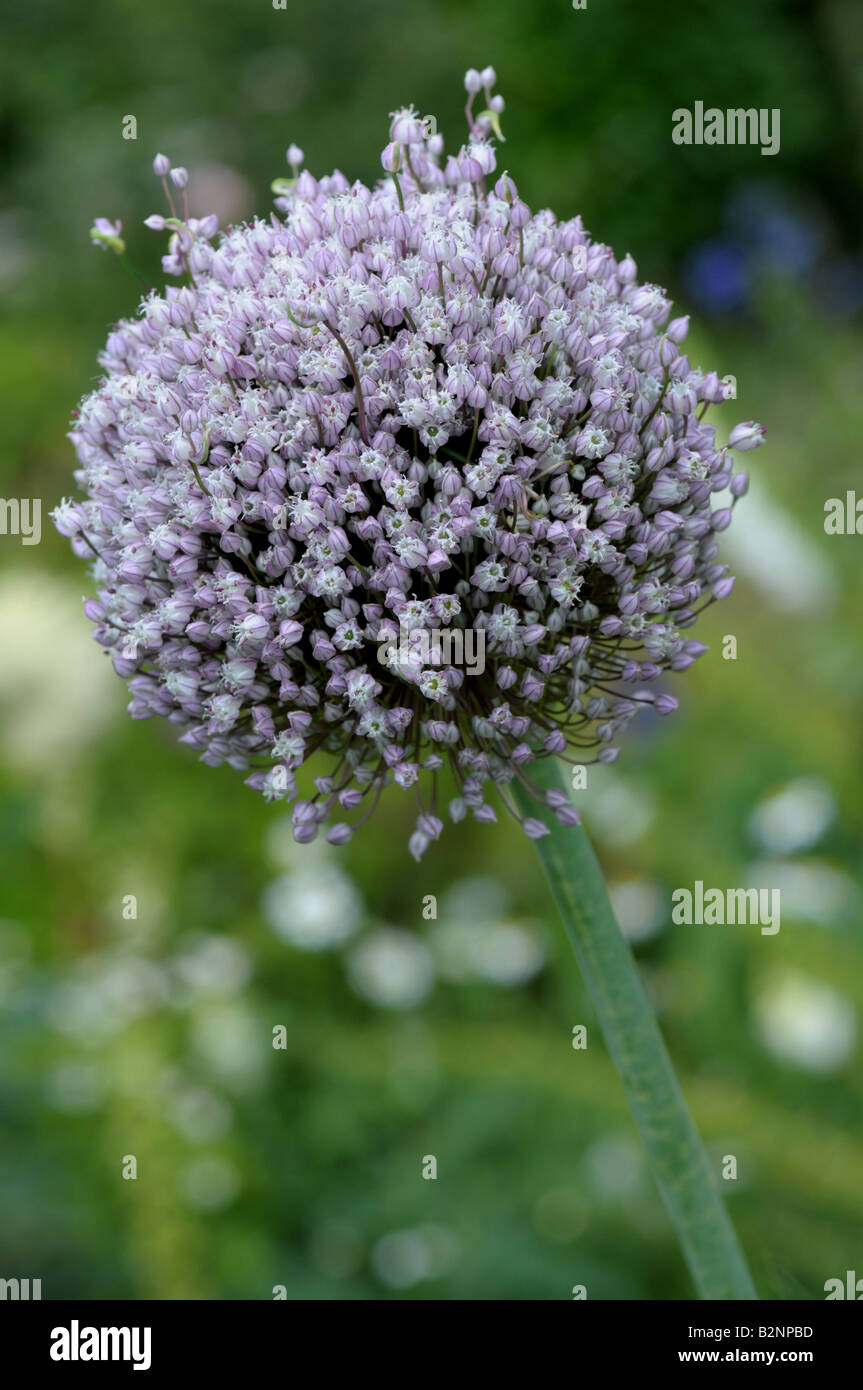 Allium sp - Ail en fleur Banque D'Images