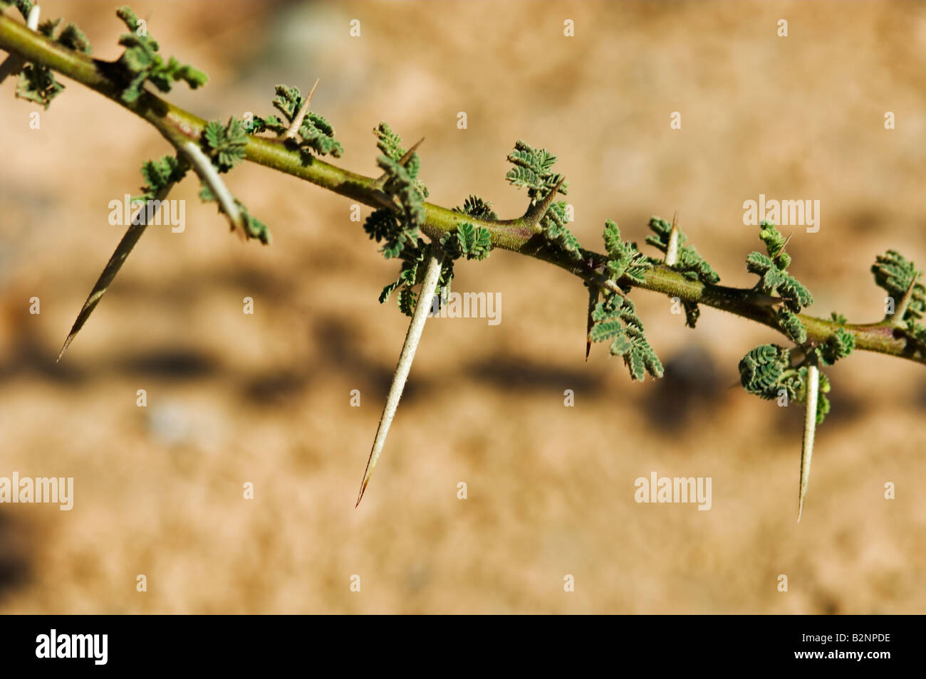 Libre d'ACACIA Acacia tortilis épines et feuilles Oman Banque D'Images