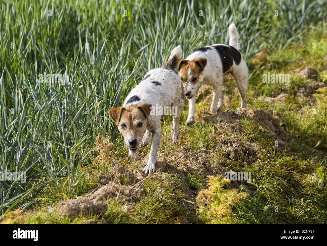 Deux chiens de chasse blancs Banque de photographies et d’images à haute résolution Alamy