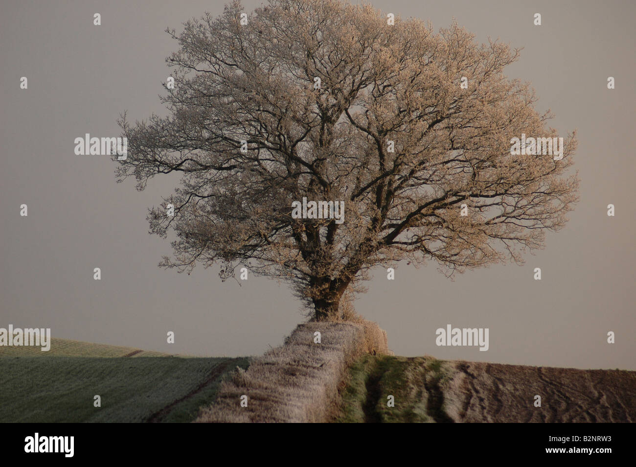 Arbre de chêne avec le gel en hiver dans le Herefordshire Banque D'Images
