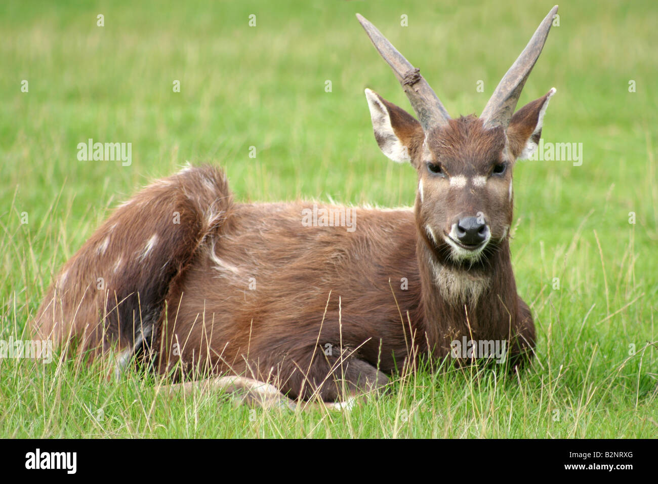 Un cerf tacheté Philippine se couche dans l'herbe longue Banque D'Images