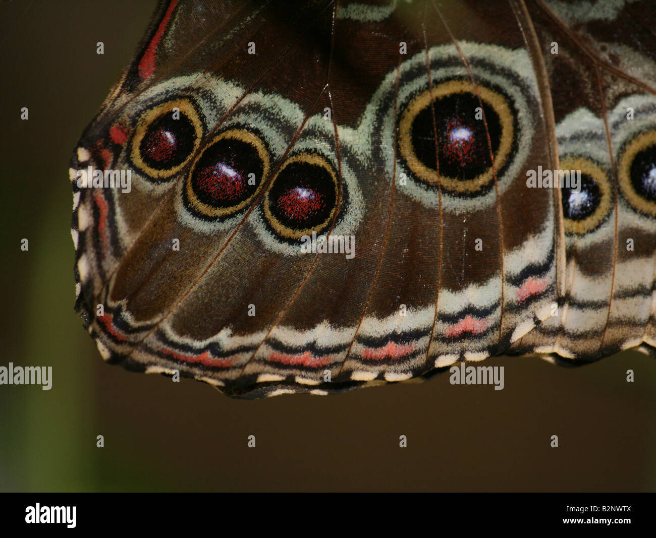 Macro d'un hibou'aile du papillon (Caligo espèce). Banque D'Images