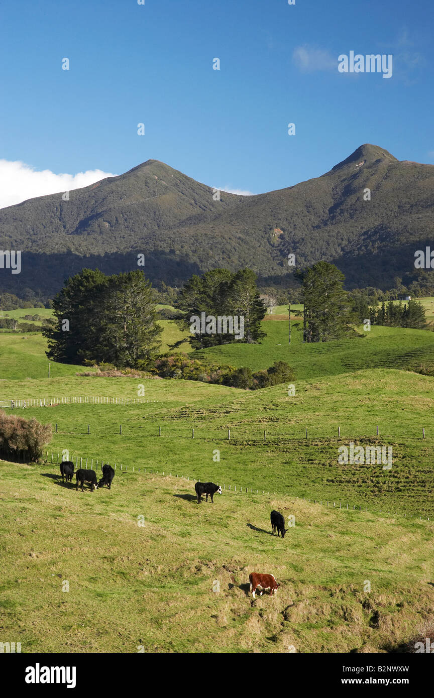 Les terres agricoles et les vaches Gamme Pouakai Taranaki Île du Nord Nouvelle-zélande Banque D'Images