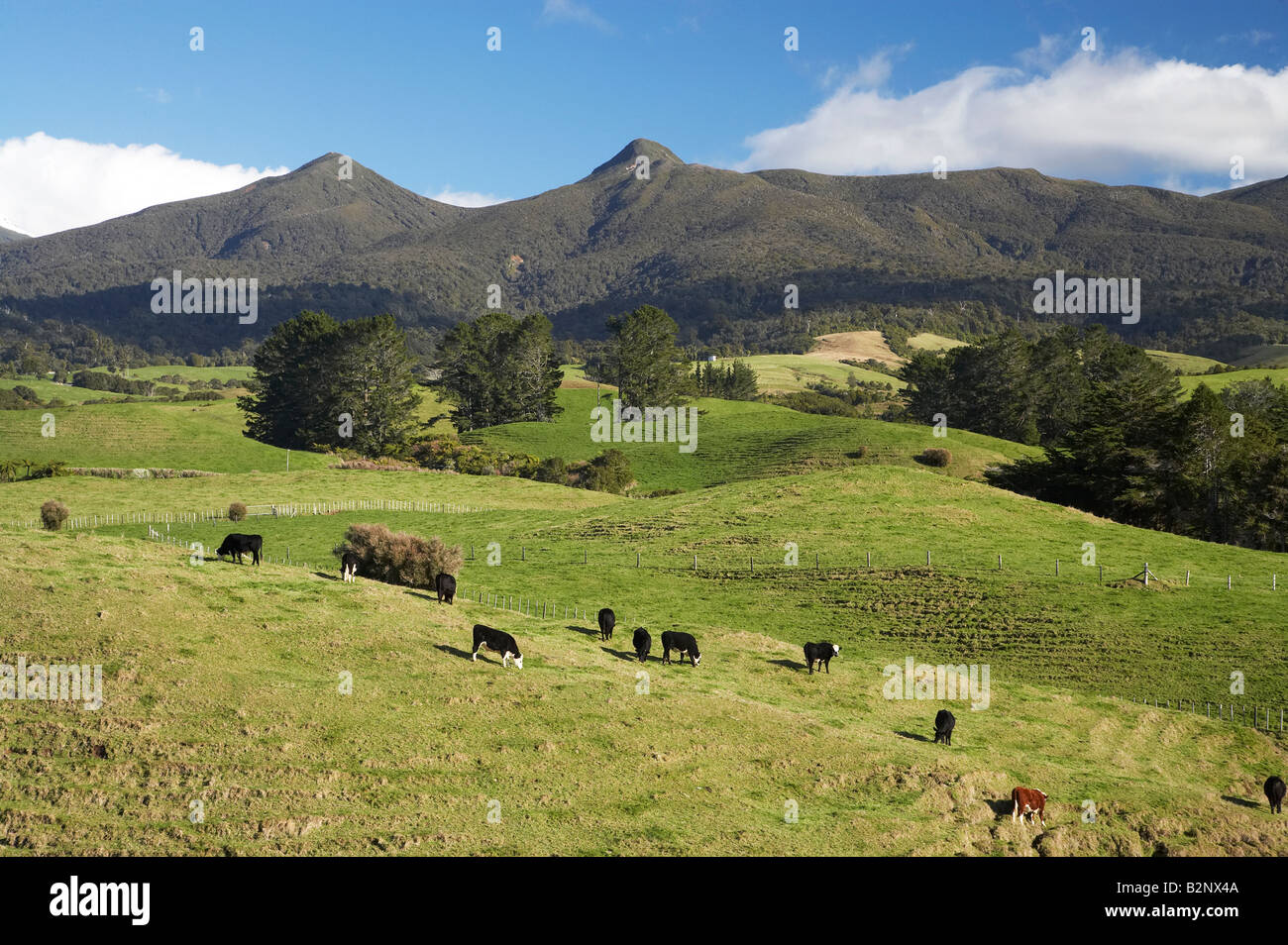 Les terres agricoles et les vaches Gamme Pouakai Taranaki Île du Nord Nouvelle-zélande Banque D'Images