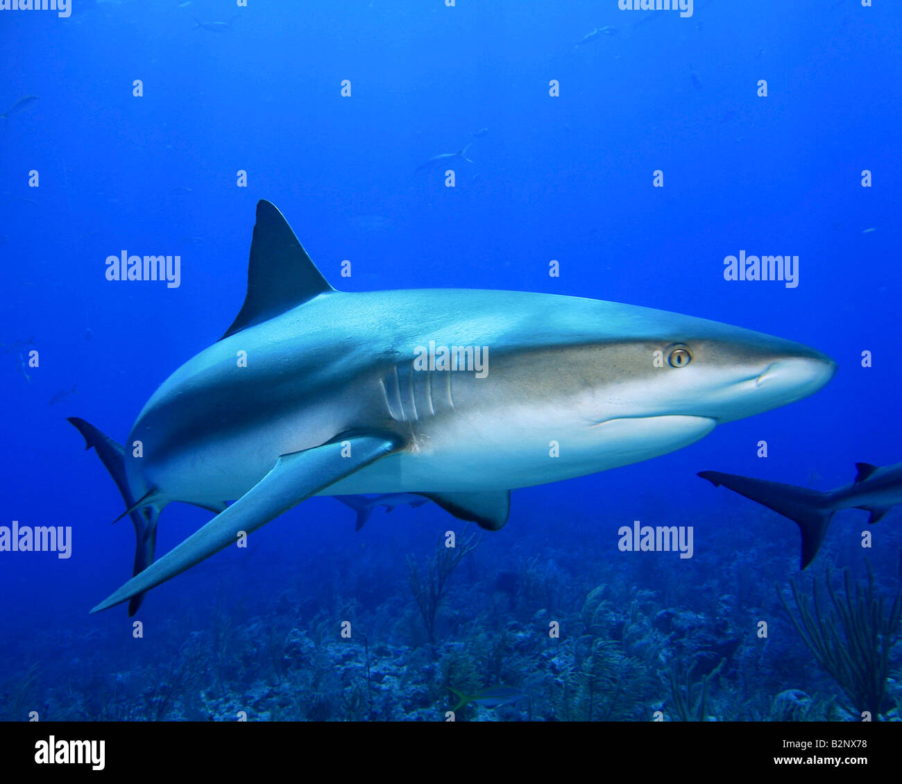 Requin de récif des Caraïbes Banque D'Images