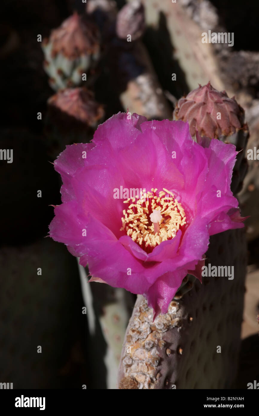 Un cactus (Opuntia) fleur en pleine floraison Banque D'Images