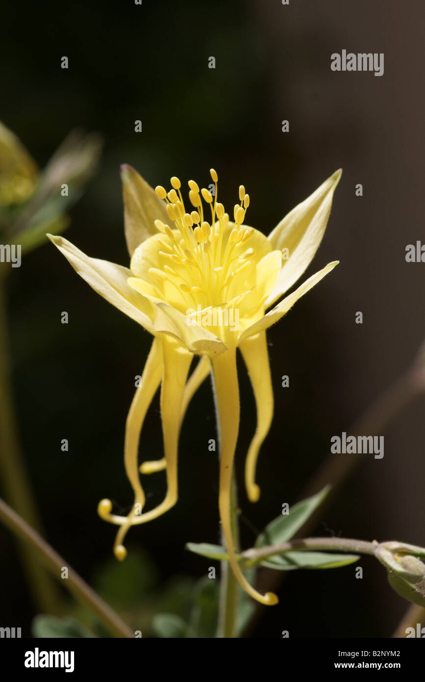 Une ancolie jaune (Aquilegia chrysantha) fleurissent dans le soleil Banque D'Images