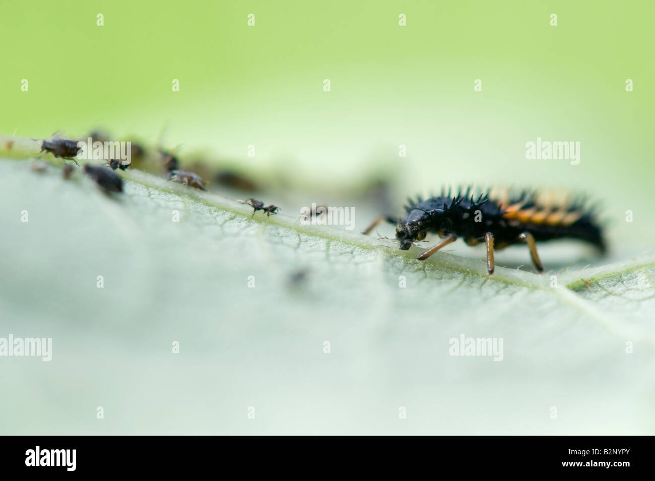 Les larves mangent les pucerons coccinelle sur une feuille Banque D'Images