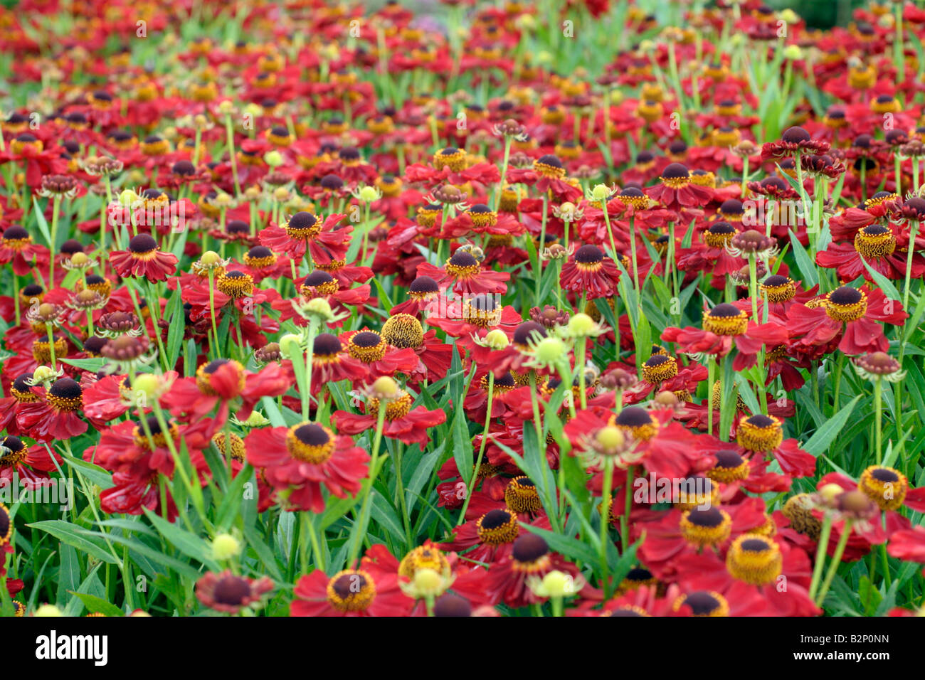 HELENIUM RUBINZWERG AGM Banque D'Images