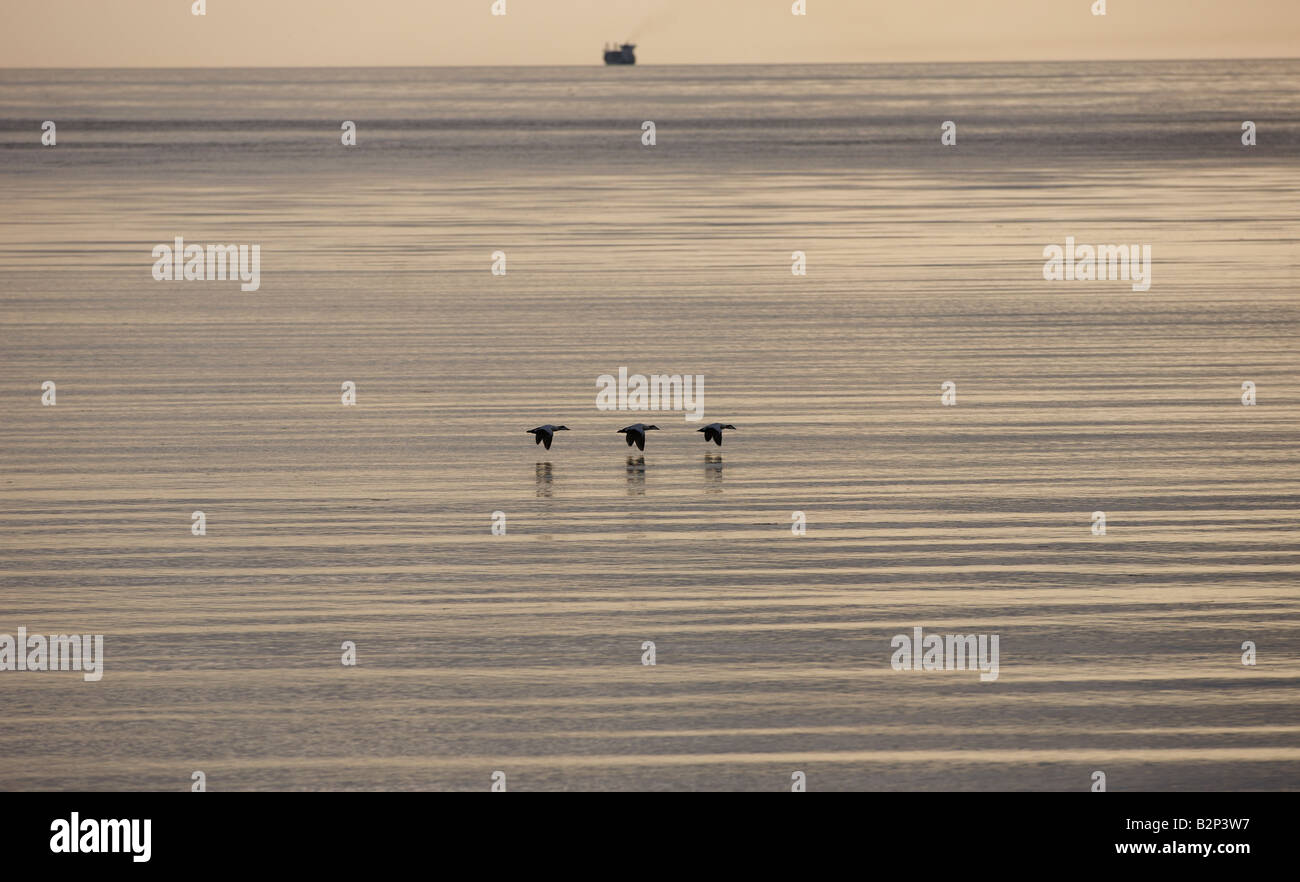 Grand bateau des oiseaux au coucher du soleil à Reykjavik Islande Fuglar stórt sólsetur Gróttu skip við í Banque D'Images