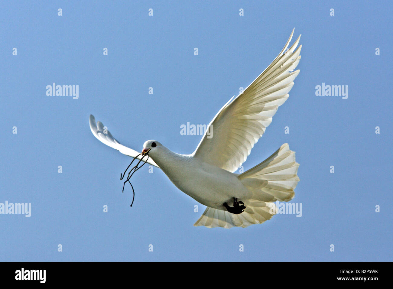 White (Columba sp.) vol avec le matériel du nid dans son bec Banque D'Images