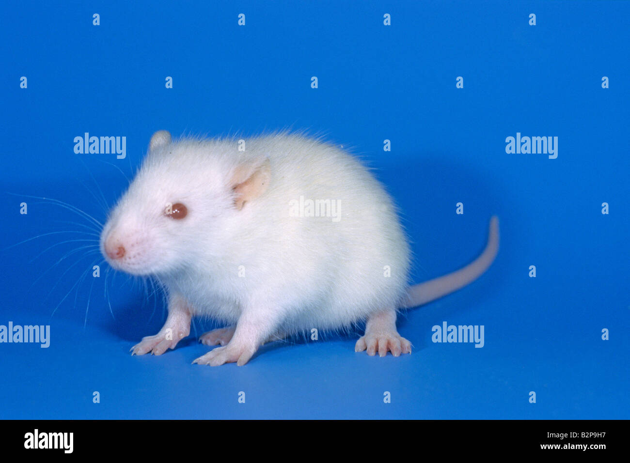Rat domestique, animal (rat Rattus norwegicus domesticus), studio photo Banque D'Images