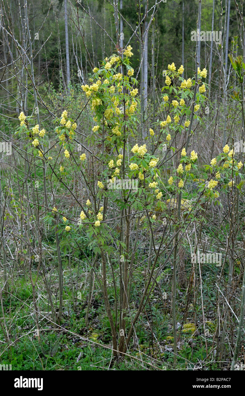 Le sureau rouge (Sambucus racemosa), flowering plant Banque D'Images