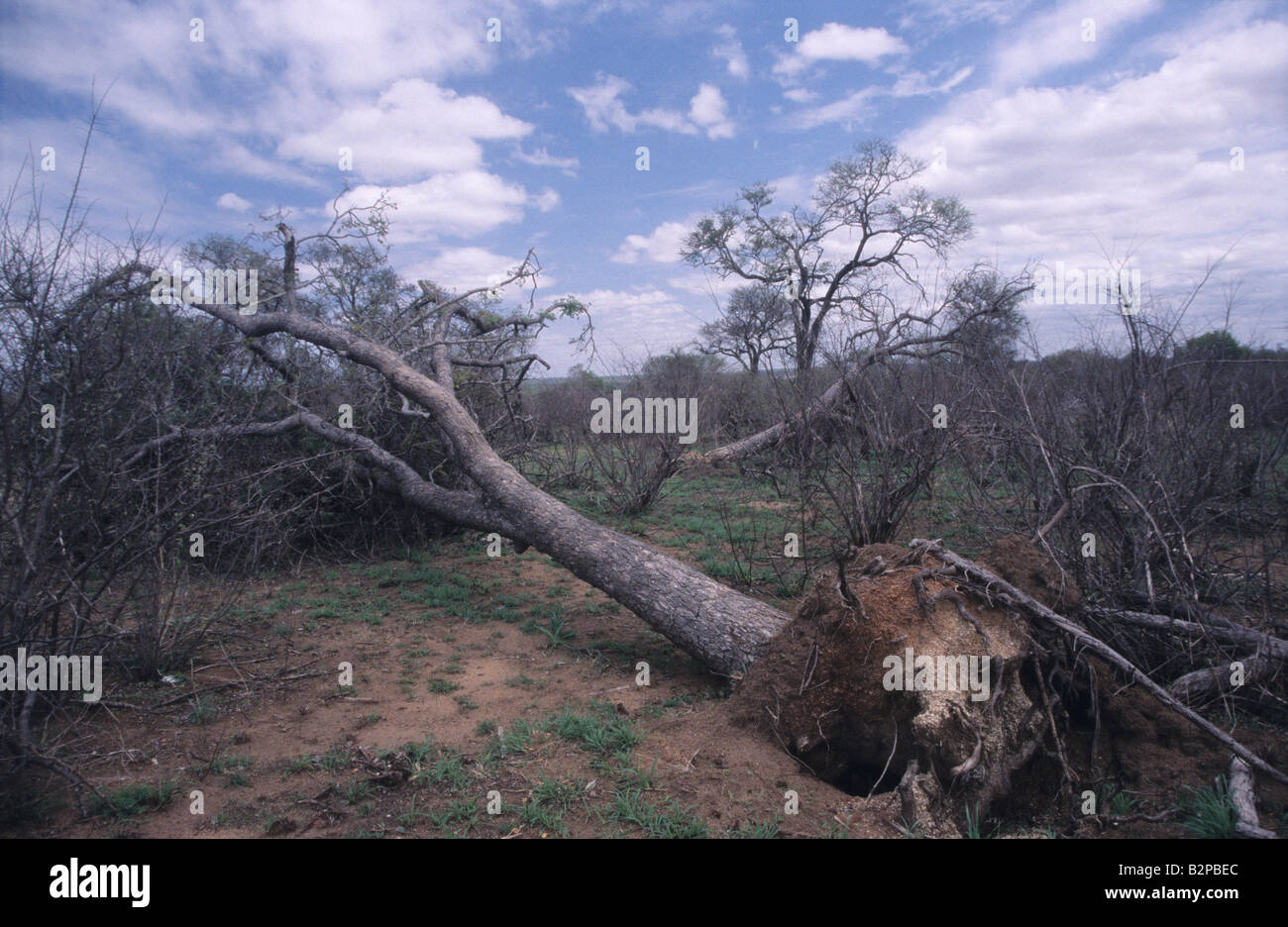 Un arbre dans le parc national Kruger, qui a été poussé par un troupeau d'éléphants. Le parc souffre d'une sécheresse. Banque D'Images