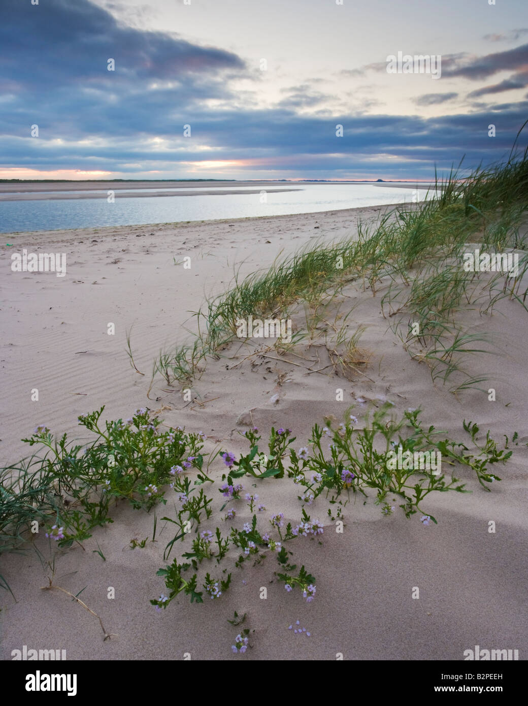 Des fleurs sur les dunes de Budle Bay sur la côte de Northumbrie, Northumberland, England Banque D'Images