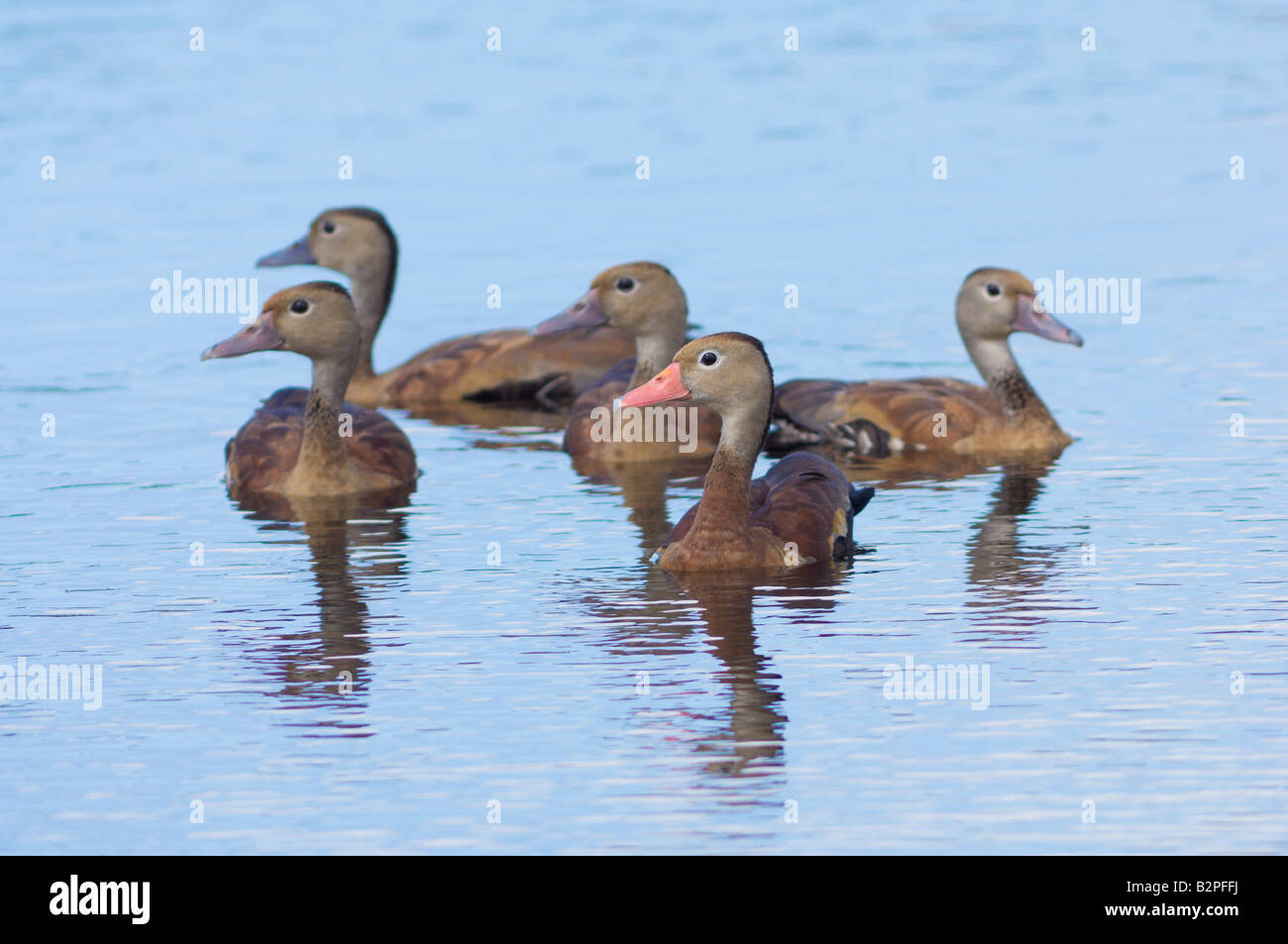 Black bellied whistling duck duck Dendrocygna autumnalis arbre Banque D'Images