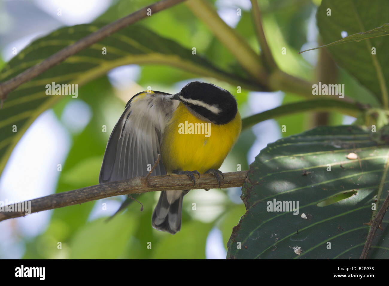 Sucrier à ventre jaune Coereba flaveola Banque D'Images