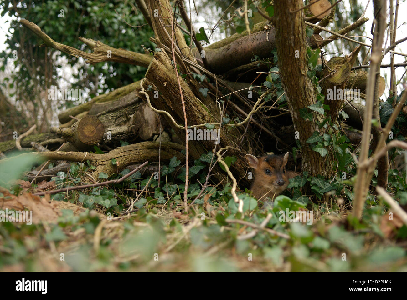 Muntjac bébé se cachant dans des tas de bois de jardin Banque D'Images