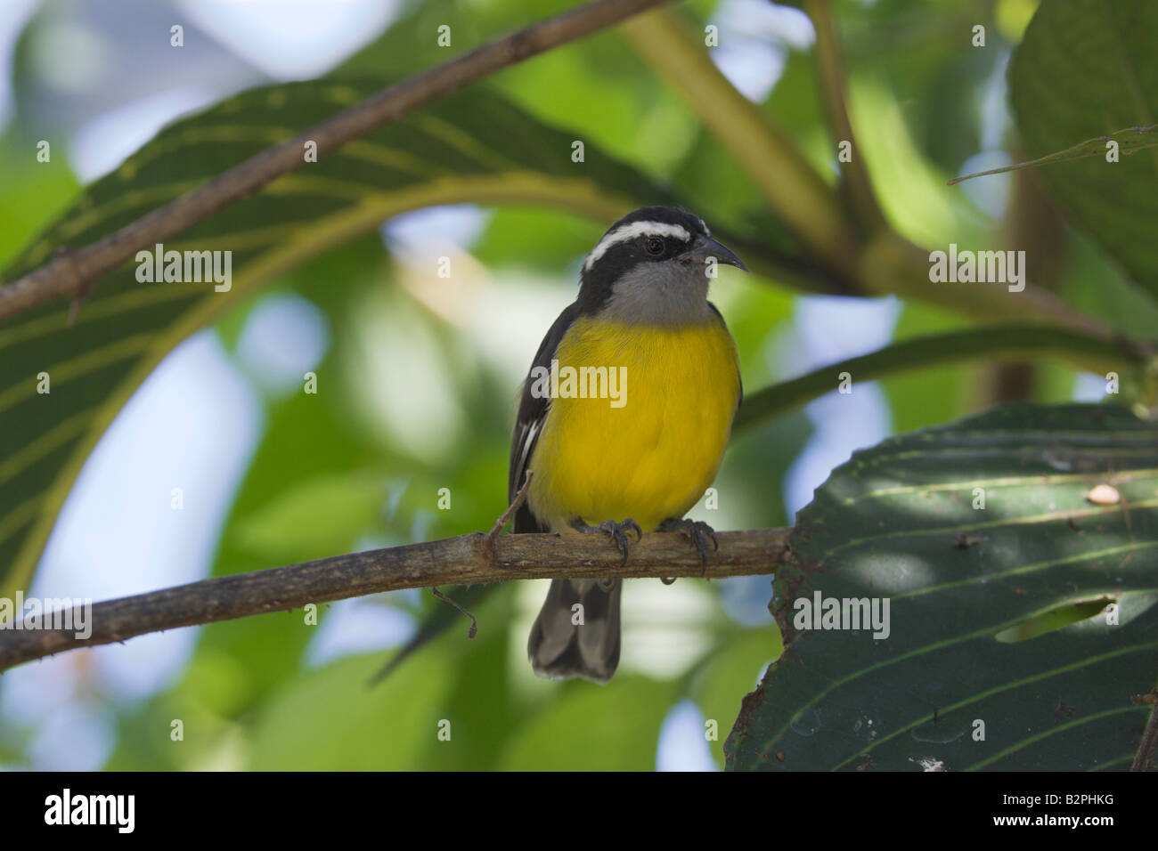 Sucrier à ventre jaune Coereba flaveola Banque D'Images