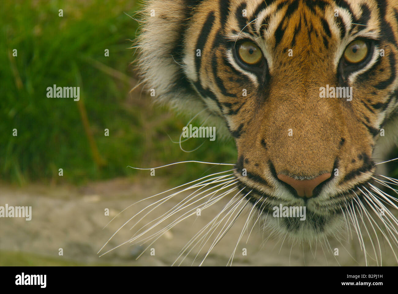 Tigre de Sumatran, captif, Royaume-Uni. Banque D'Images