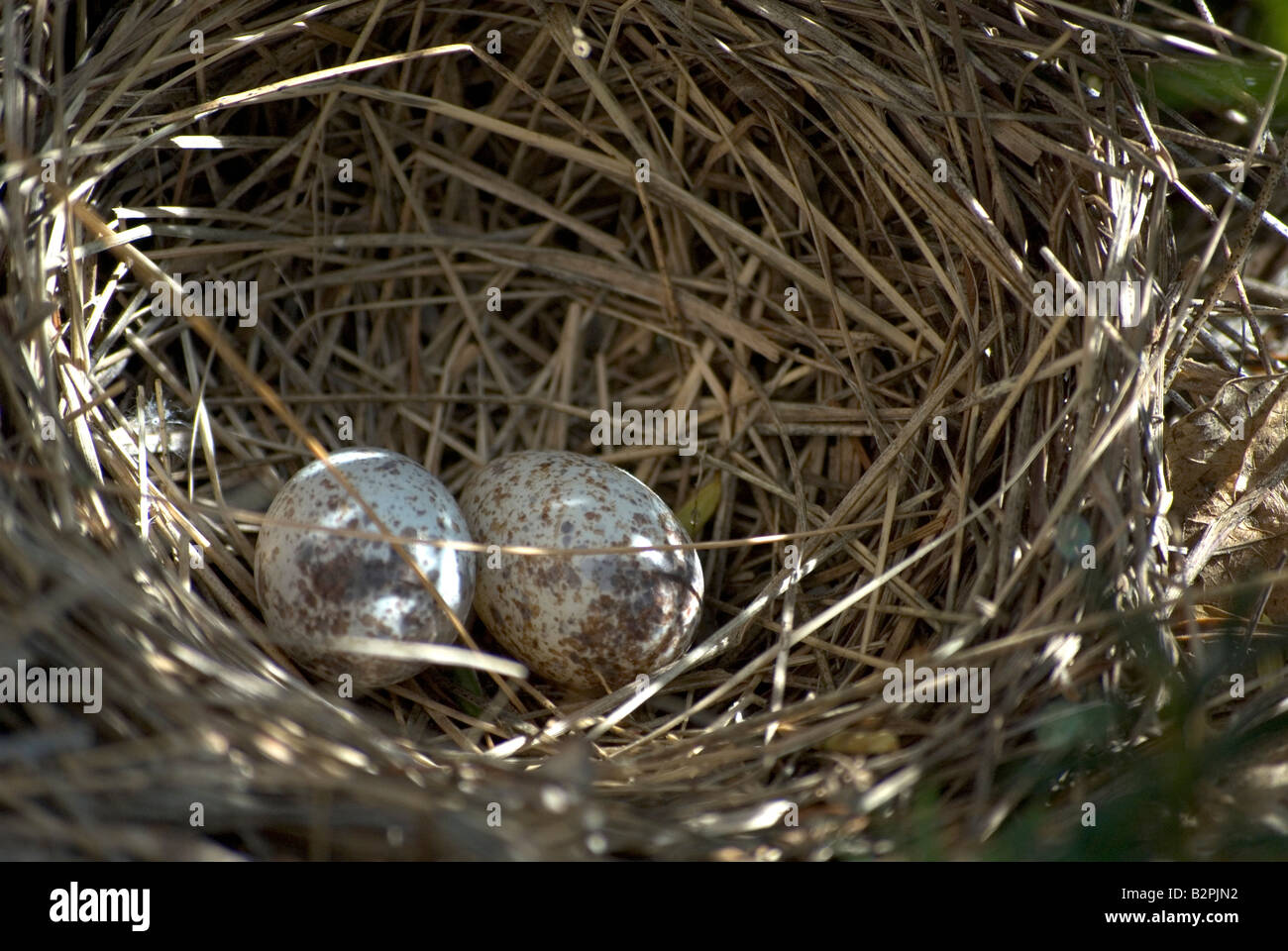 Deux œufs d'oiseaux blancs avec taches brunes réside dans un nid Banque D'Images