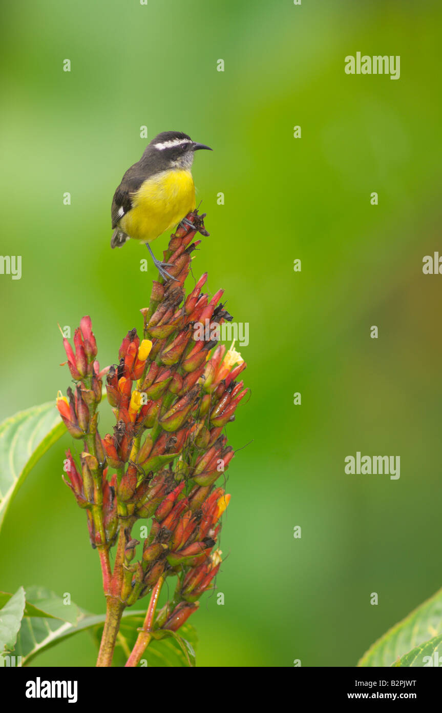 Sucrier à ventre jaune Coereba flaveola Banque D'Images
