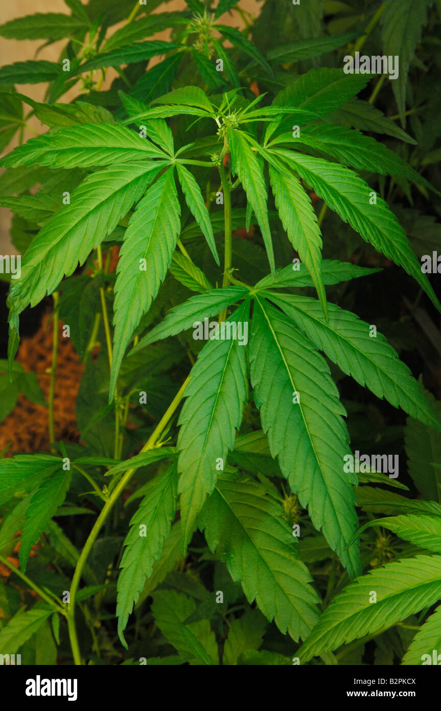 Le Cannabis, le chanvre (Cannabis sativa), les tiges de young plant Banque D'Images