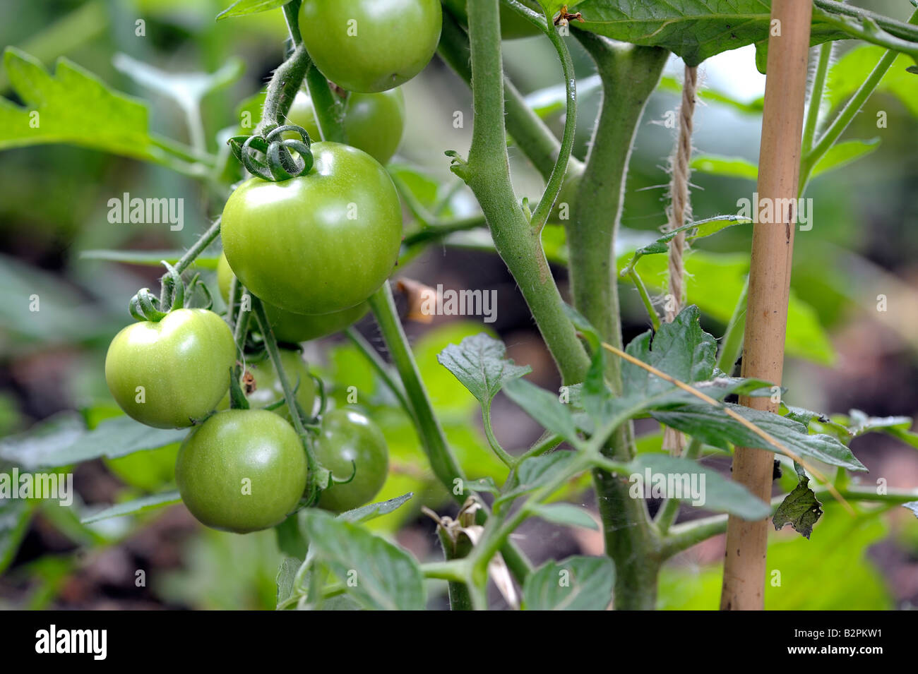 Les tomates de la maison Banque D'Images