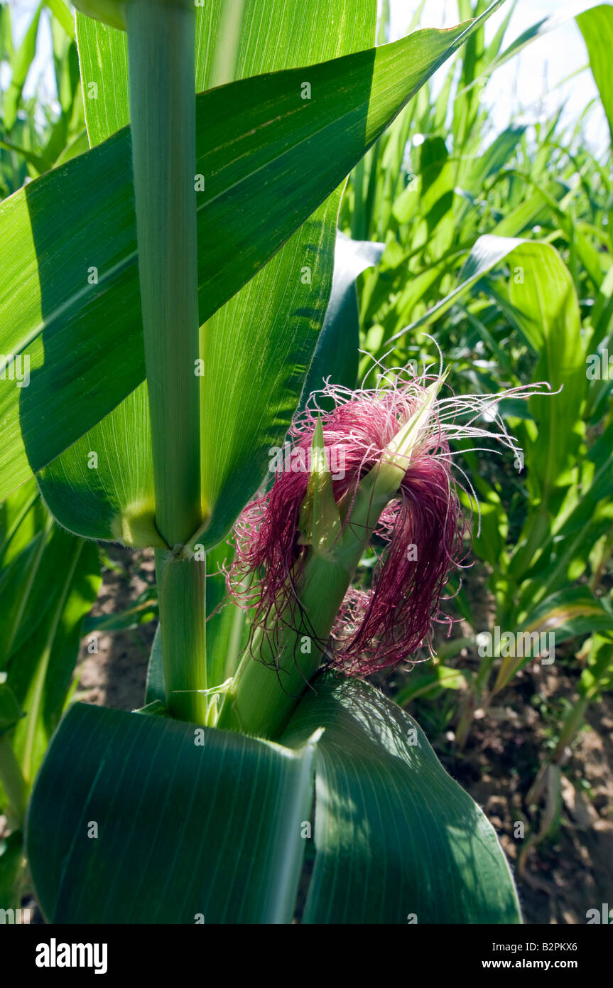 Le maïs / Maïs doux fleur femelle tête, Indre et Loire, France. Banque D'Images