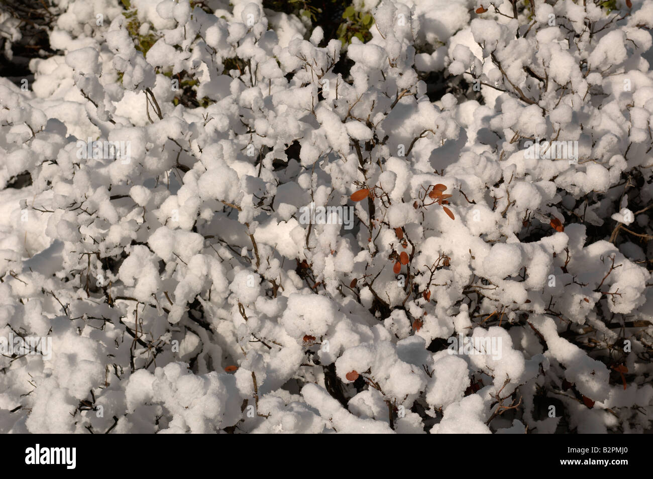 Une Manzanita bush couverts d'une couche de lumière, de la neige. Banque D'Images