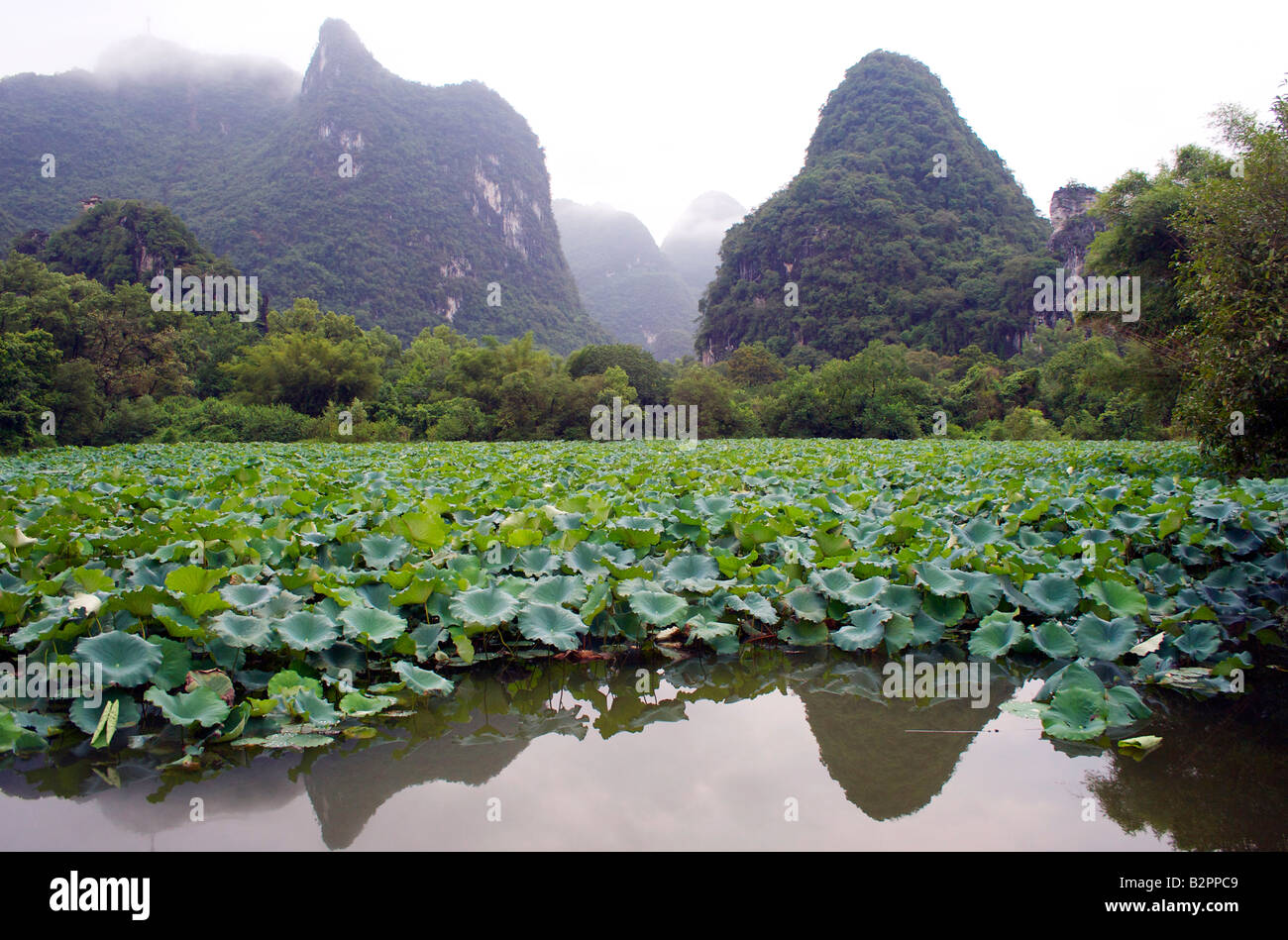 Pics calcaires entourent un lac rempli de plantes Yangshuo Guangxi Chine lotus Banque D'Images
