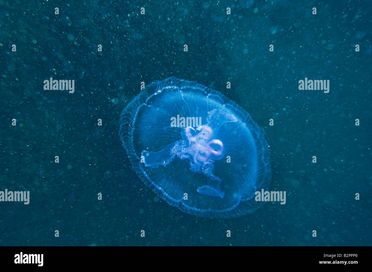 Lilas bleu glisse la Méduse Méduse mer rouge l'ortie zoo Plancton Plancton zooplancton de la faune de la mer libre Banque D'Images