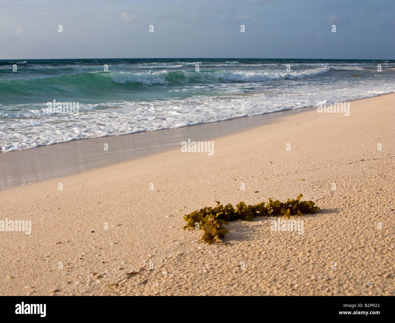 Les algues trouvés sur la plage tôt le matin Riviera Maya Mexique Juillet 2008 Banque D'Images